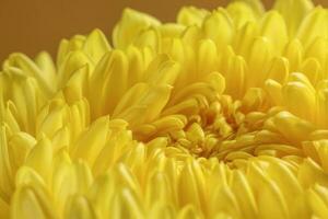 Large yellow chrysanthemum mum flower closeup macro on yellow background photo