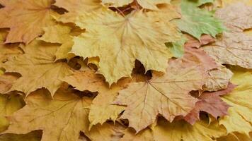 full frame spinning background of dry yellow autumn maple leaves, looped video