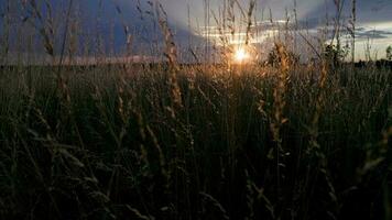 torr festuca pratensis fält, de äng svingel gräs i fält på sommar solnedgång video