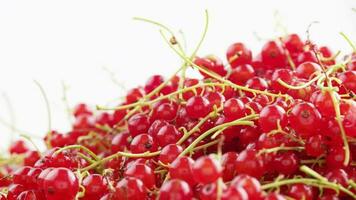 looped spinning red currants with peduncle on white background video