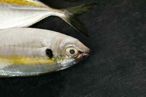 Raw fresh small yellow striped tervally banded slender fish photo