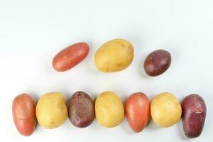red purple yellow multi tri color small baby potato on white background frame border copy text space photo