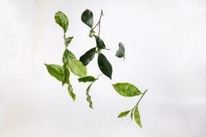 different types of fresh raw green tea leaf flower bud dropping floating elevated on white background photo