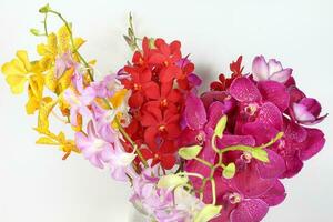 Colorful Orchid Flower photo