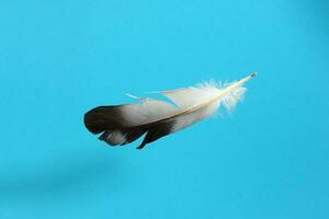 black white pigeon feather on blue background photo