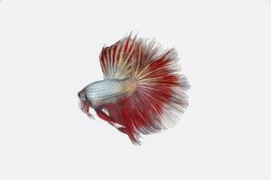 Colourful Beta fighter fish photo