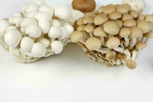 Mix white brown shimeji button mushroom on white background photo