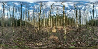 full seamless hdri 360 panorama path through the birch alley among forest in sunny evening in equirectangular projection, VR content photo