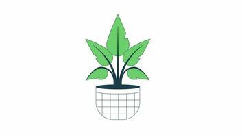 Animated houseplant. Flat outline style icon 4K video footage for web design. Interior home plant isolated colorful thin line object animation on white background with alpha channel transparency