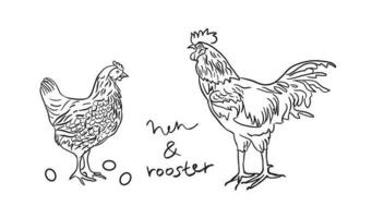 gallina y gallo mano dibujado scetch vector