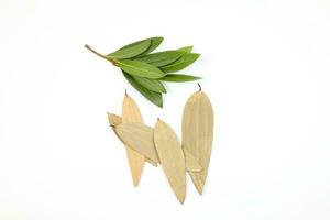 Bay leaf herb spice photo