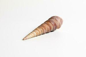 Sea Shell variety photo