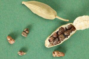 Cardamom fragrant spice seed closeup macro on green paper background photo