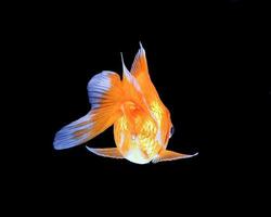 GoldFish aquarium pet photo