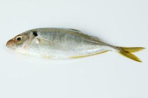 Raw fresh small yellow striped tervally banded slender fish photo