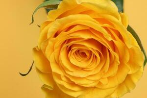 Yellow rose flower closeup macro petals circle on yellow paper background photo