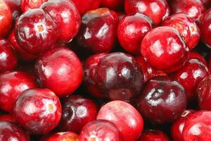 Small Red Cranberry photo