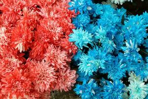 color pain dipped flowers for temple worship offering photo