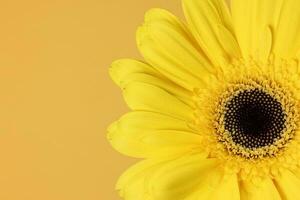 Yellow daisy flower on macro closeup on yellow background photo