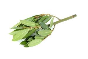 Bay leaf herb spice photo