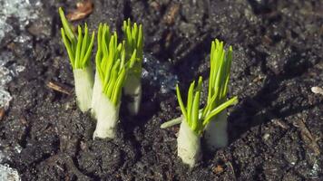 krokus spruiten in de voorjaar tuin. time-lapse, sneeuw smelten en de groei van voorjaar primula's video