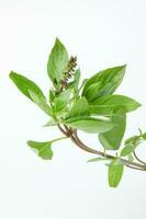 Asian Thai basil photo