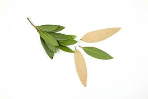 Bay leaf herb spice photo