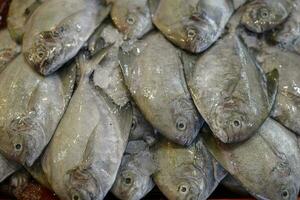 Fresh black pomfret fish at weekly street market photo