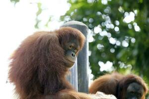 Orangutan playing at the zoo photo