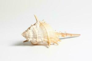 Sea Shell variety photo