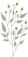 enkel botanisk element png