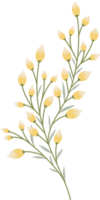 enkel botanisk element png