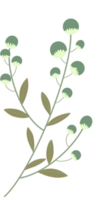 enkel botanisk element png