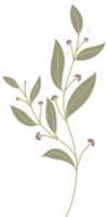 enkel botanisk element png