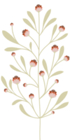 Simple Botanical elements png