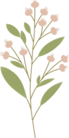 Simple Botanical elements png