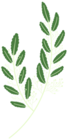 enkel botanisk element png