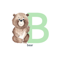 Letter B, uppercase, teddy bear, cute kids colorful animals ABC alphabet. Watercolor hand drawn illustration. Can be used for alphabet or cards for kids learning English vocabulary and handwriting. png