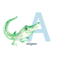 lettera un, alligatore, carino bambini colorato animali abc alfabeto. acquerello illustrazione. png