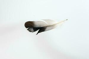 Black white pigeon feather on white background photo