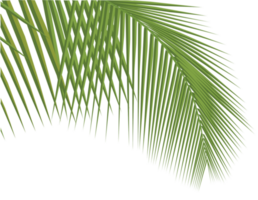 coconut leaves, for ground png. png