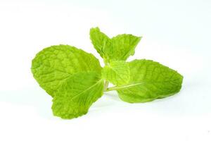 Green Mint Leaf photo