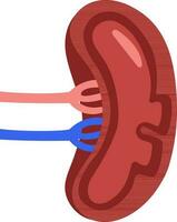 Isolated Spleen Icon In Red And Blue Color. vector