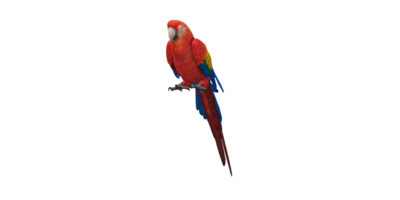 papagaio isolado em uma transparente fundo png