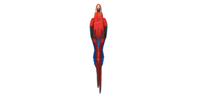 papegoja isolerat på en transparent bakgrund png