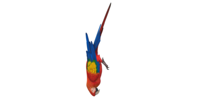 Parrot isolated on a Transparent Background png