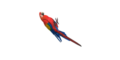 Papagei isoliert auf ein transparent Hintergrund png