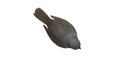 Robin Bird isolated on a Transparent Background png