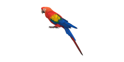 Parrot isolated on a Transparent Background png