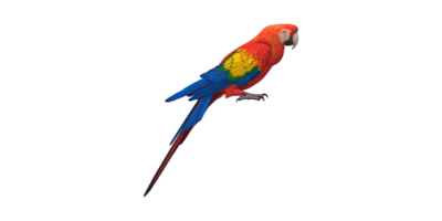 Parrot isolated on a Transparent Background png